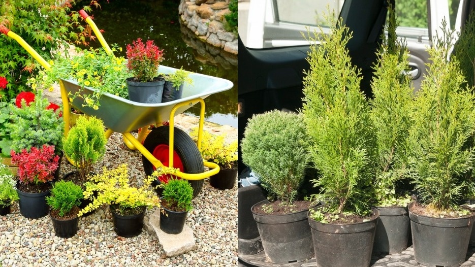 Демонстрация разнообразия сортов и их характеристик 