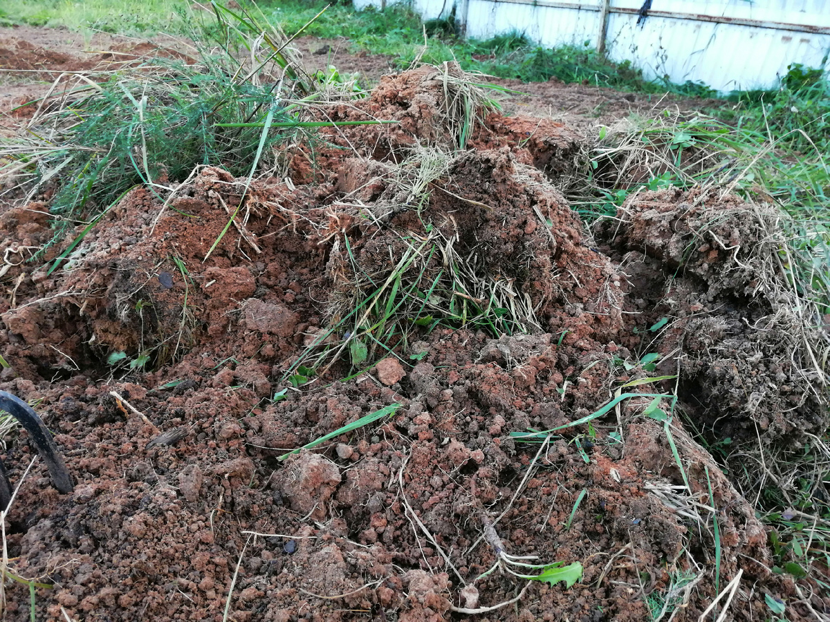 Нужно растрепать дернину. Органику – в компост, землю для разравнивания ям. 