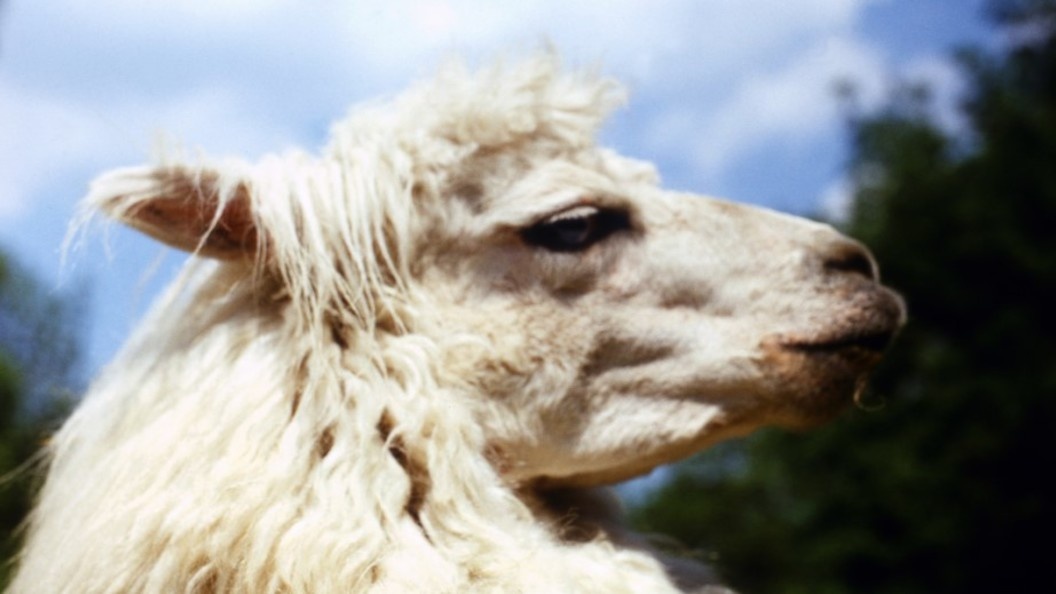    Vasiliy Klimov/Russian Look/Globallookpress