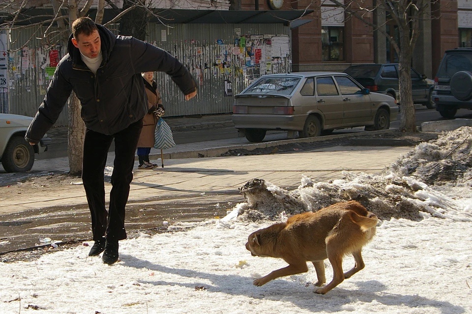 Бродячие собаки