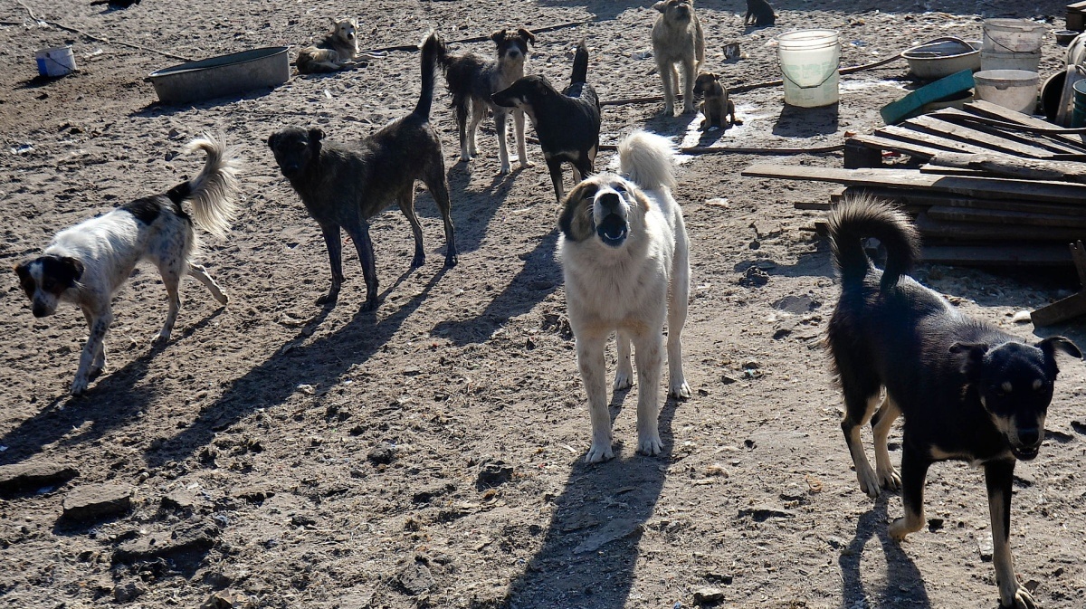 Бродячие собаки
