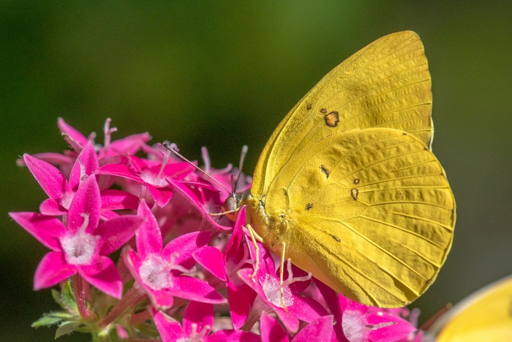 Фото из домашнего архива (как и все следующие), сделано в Заповеднике Бабочек в Куранде
