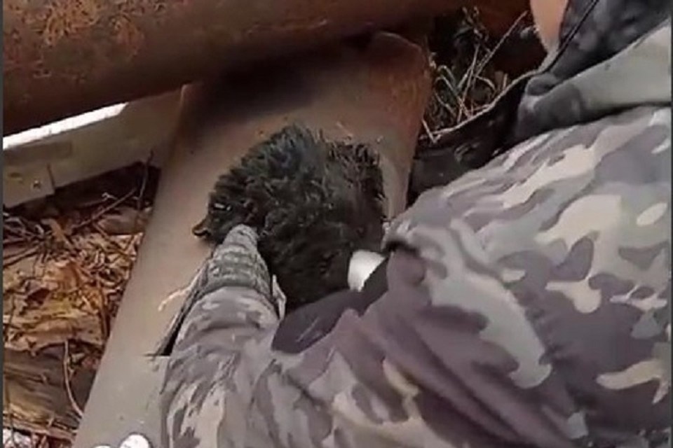 Фото: скриншот с видео