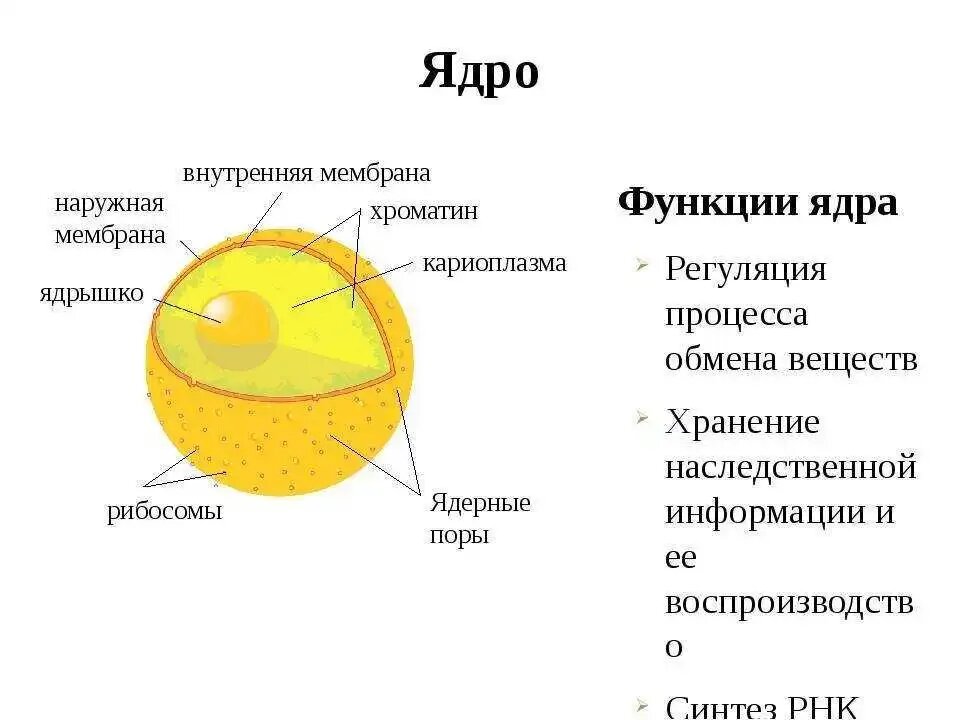 Что такое ядра в телефоне. Что такое ядра в телефоне