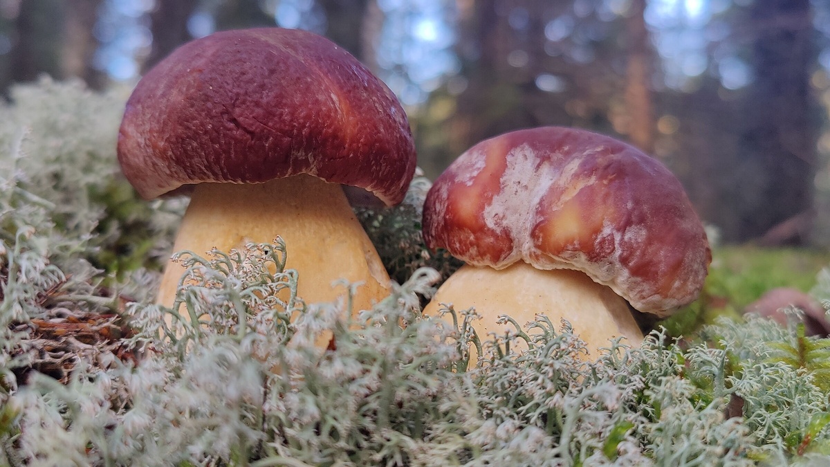 Волоколамский район, Московской области 20 октября 2024. Фото Екатерины Семешко.