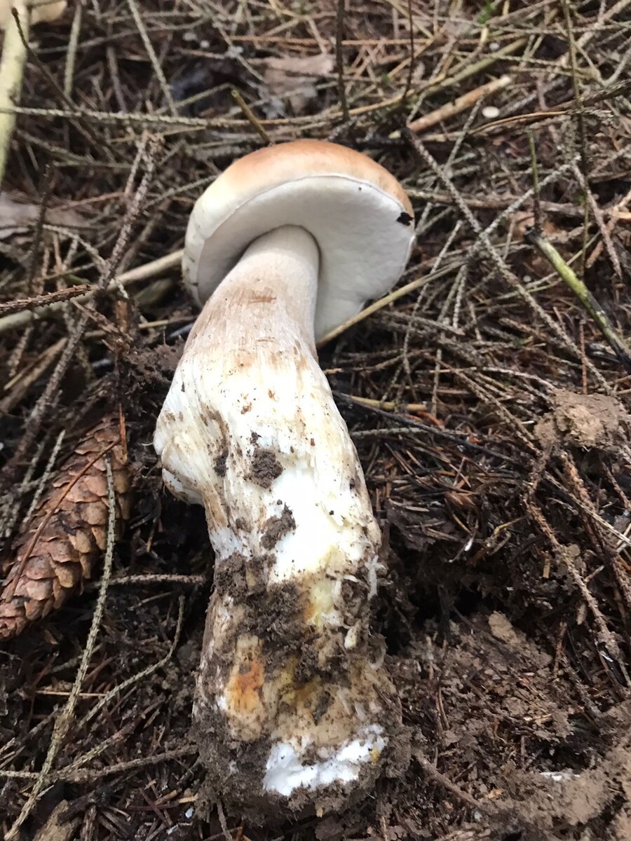 Фото Сергея Заплаткина. 22.10.2024.Духовщинский р-н Смоленской обл.