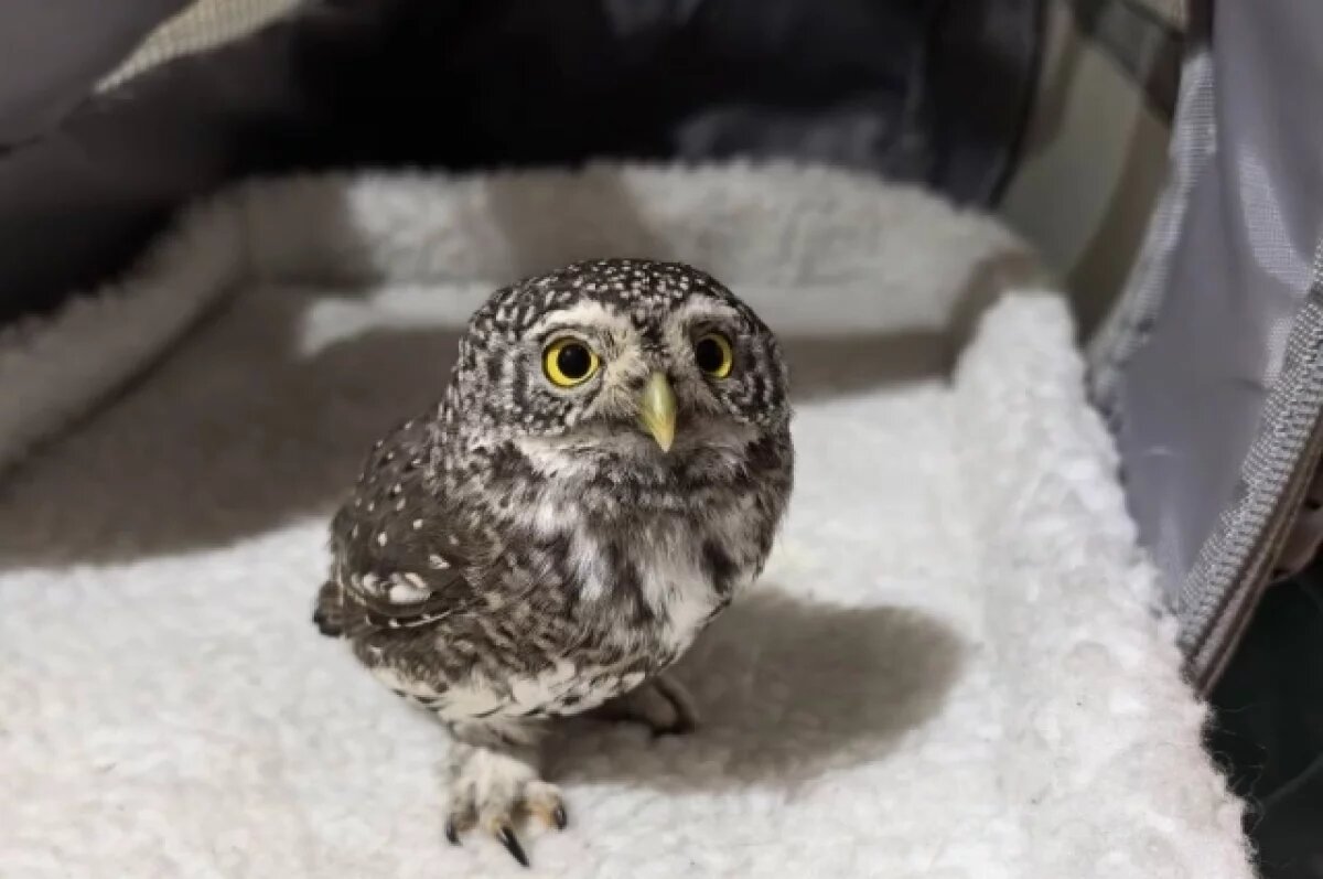   В Кемерове врачи спасают самую маленькую сову области после драки