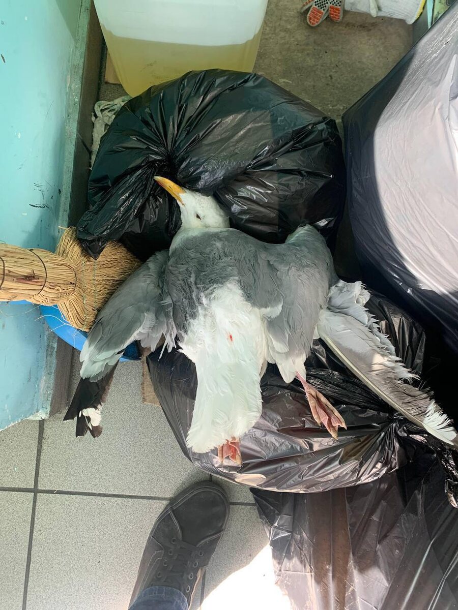 Фото: t.me/aviaincident 