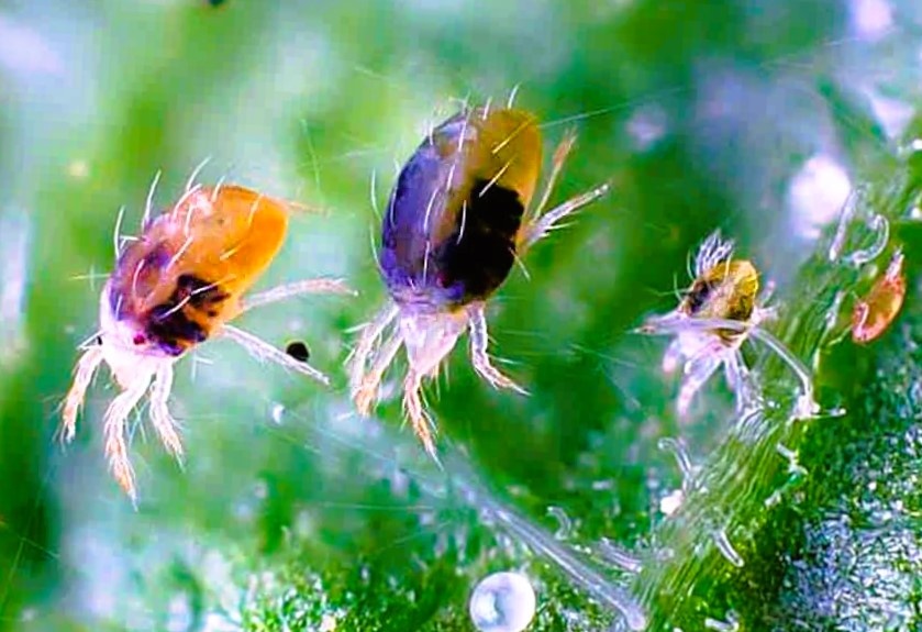 Мал, но очень опасен.