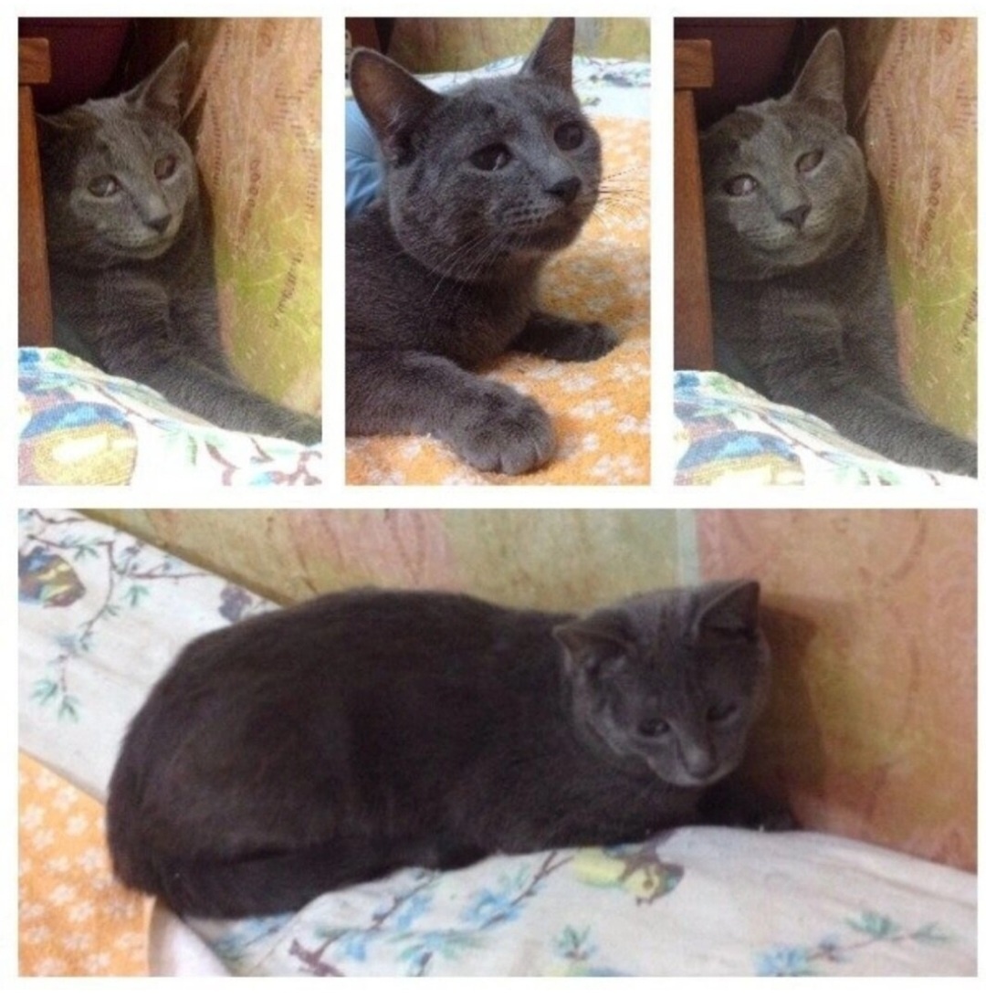 Фото автора. Серёга. Таким я обнаружила его живущим за матрасом.