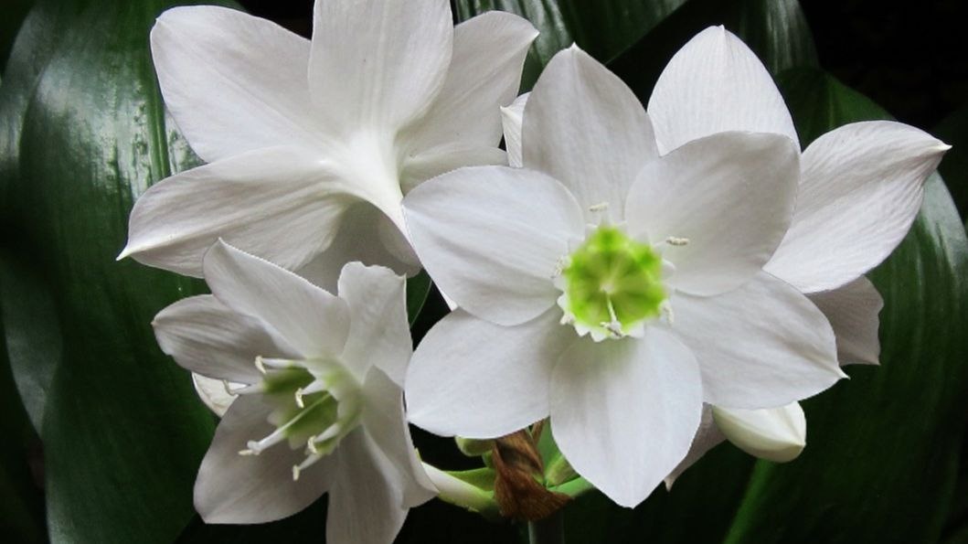 Надеюсь, что после прочтения у вас возникнет желание стать обладателем этого необычного растения