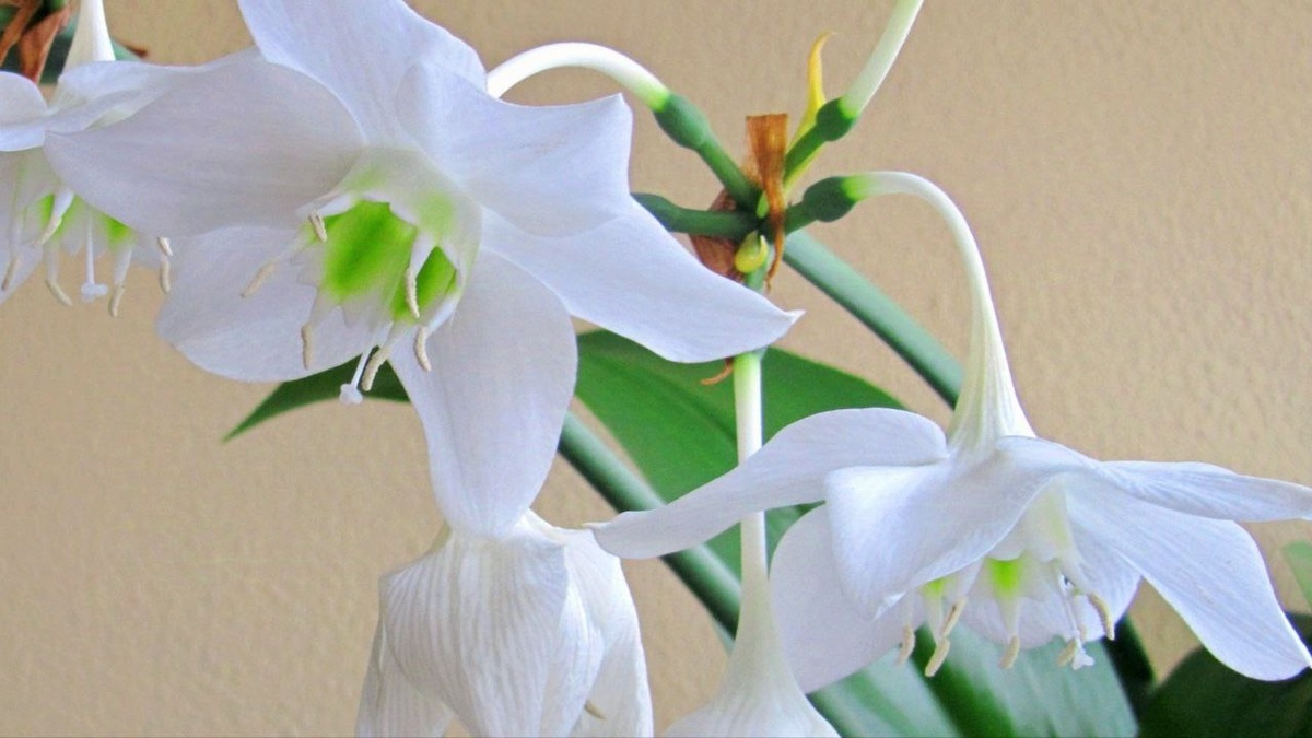 Изящное белоснежное цветение гроздьями не могут не покорять