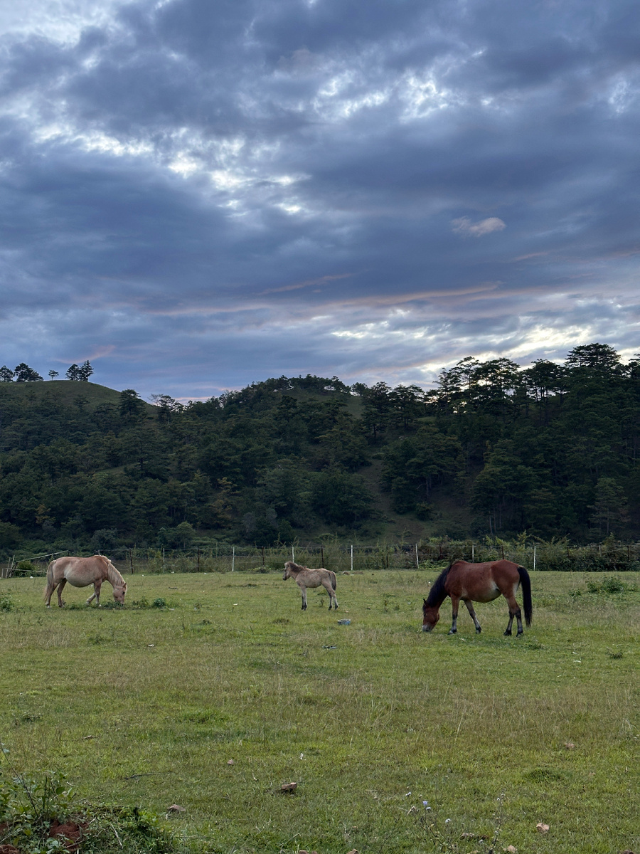 Гуляя вокруг озера в центре Далата, можно увидеть лошадей 