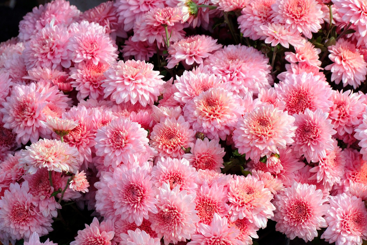    Фото: Elstef / Pixabay.com