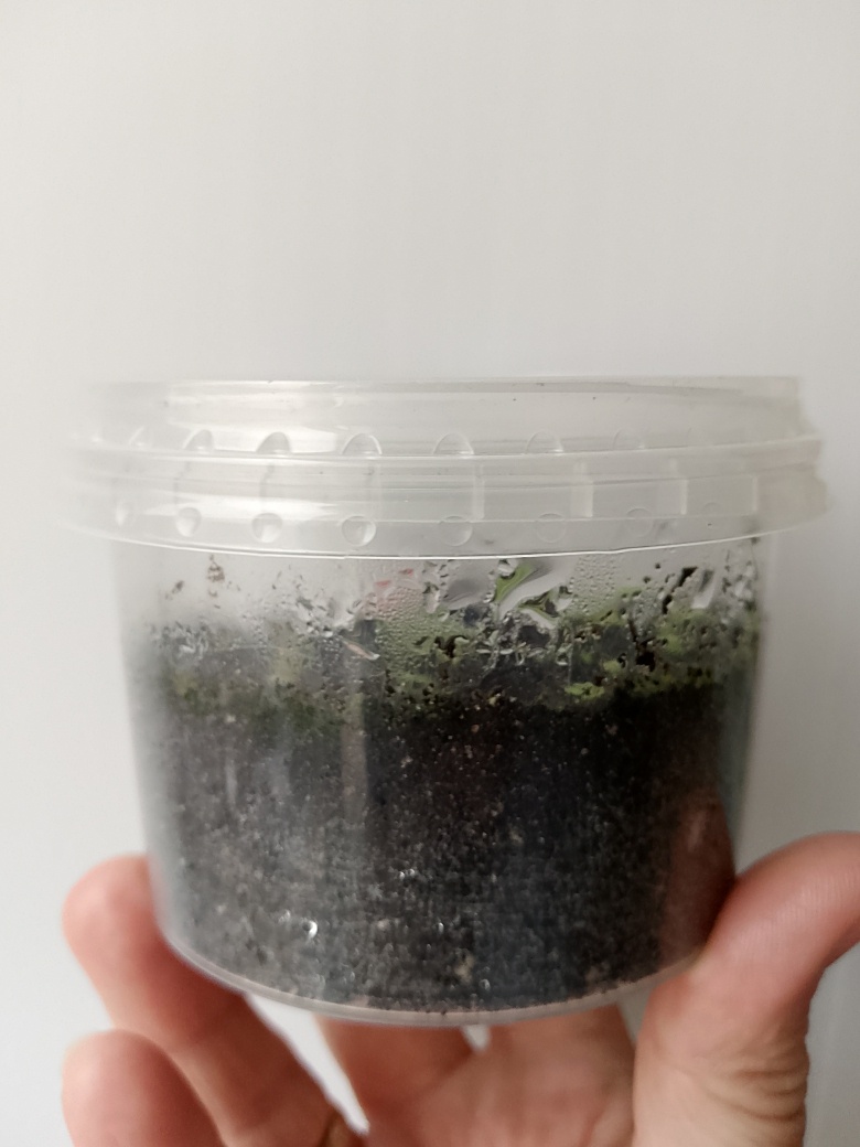 И необязательно покупать горшочек, вполне подойдёт ёмкость из под сметаны😁