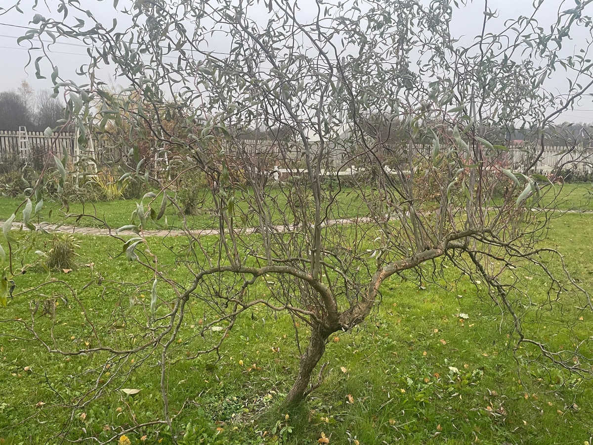 Ива извилистая