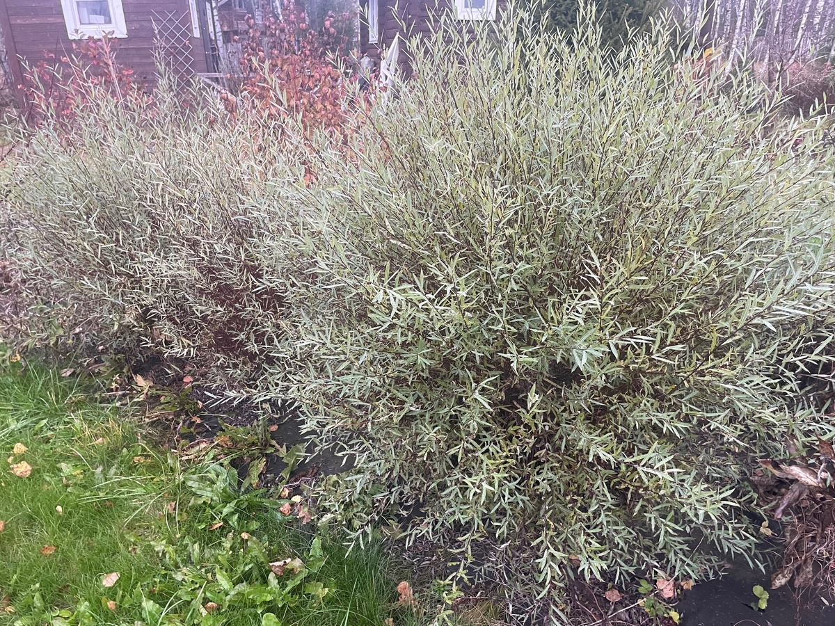 Ива пурпурная Нана. Первому кусту 4 года, те, которые за ним  - всего 2. 