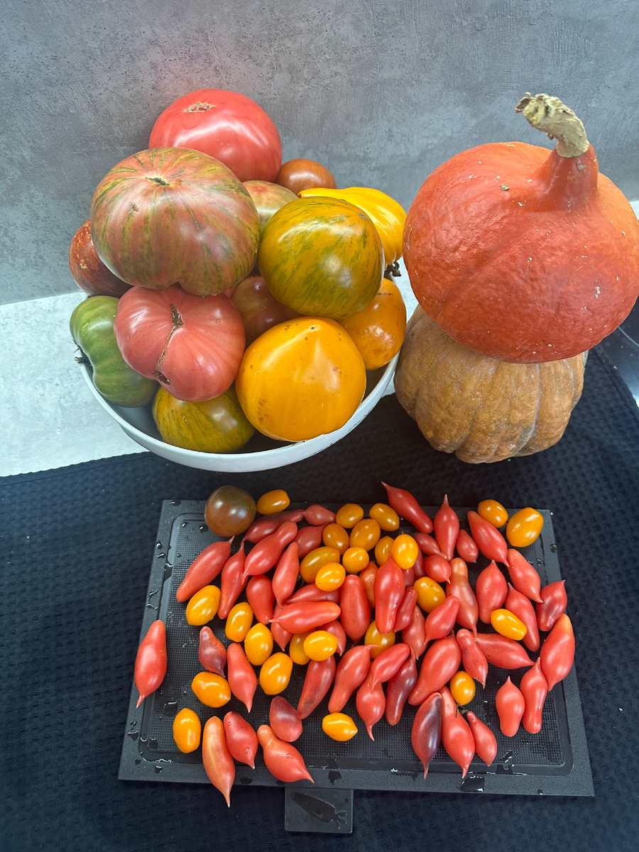 22 октября, угощайтесь, пожалуйста! Тыквы и помидоры, натюрморт в стиле тёти Груни