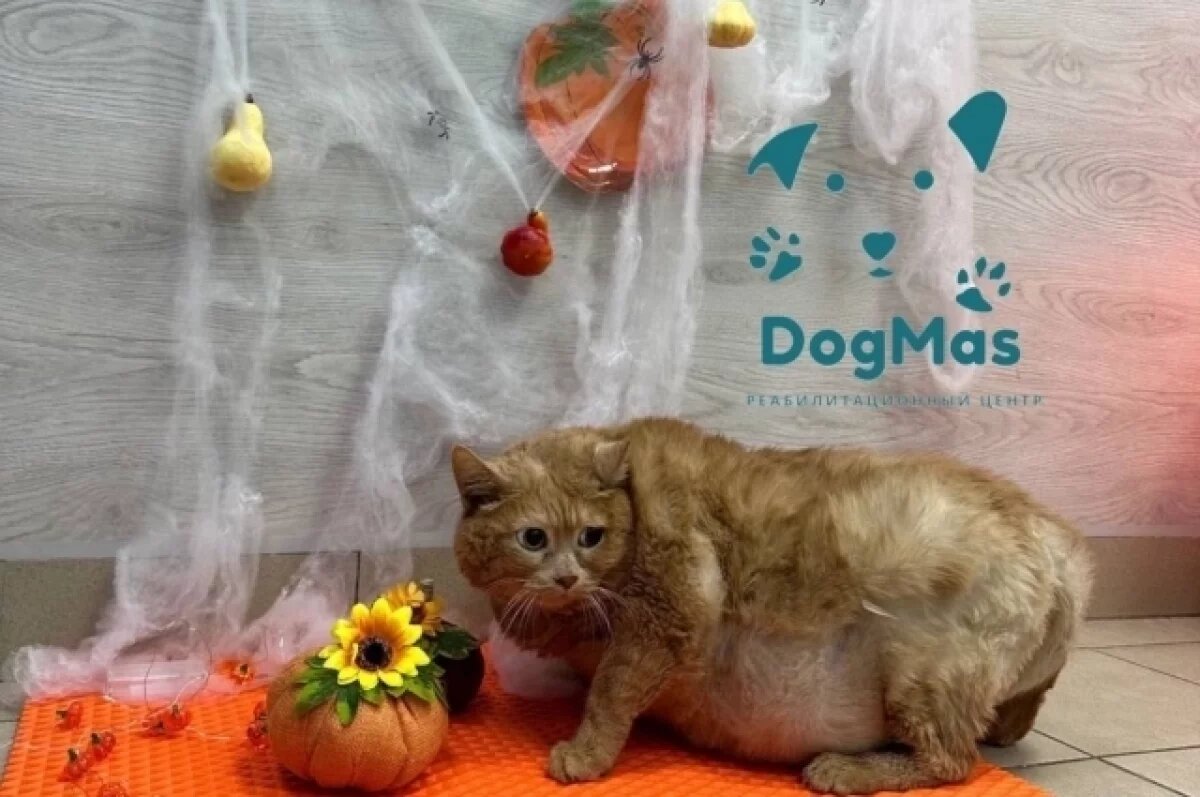    Худеющий кот Крошик снялся в хэллоуинской фотосессии в Перми