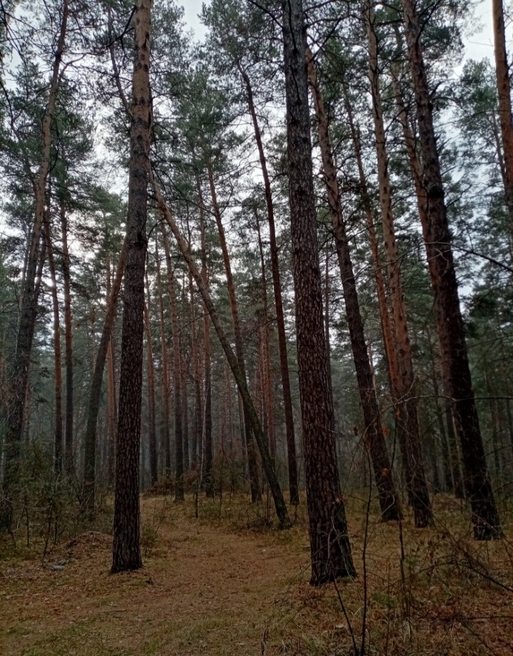 Осенний лес 