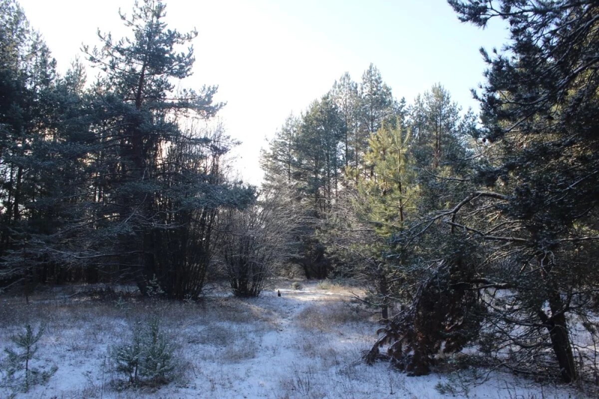    Снег в Якутии уже лёг, а каков прогноз на зиму 2024?