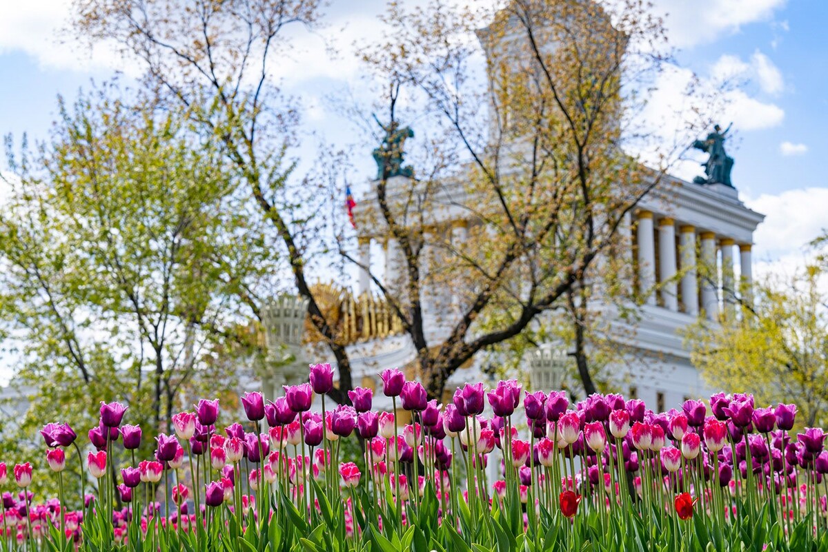 Цветение тюльпанов на ВДНХ