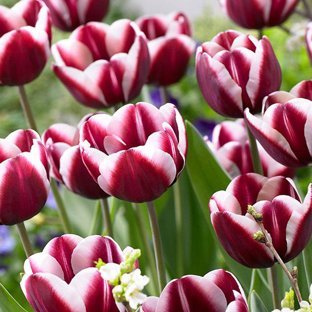 Один из 209 сортов триумф-тюльпана