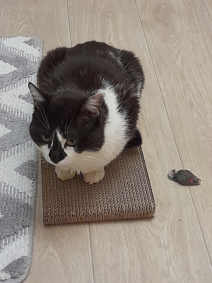 Фото автора. Приобретение моё