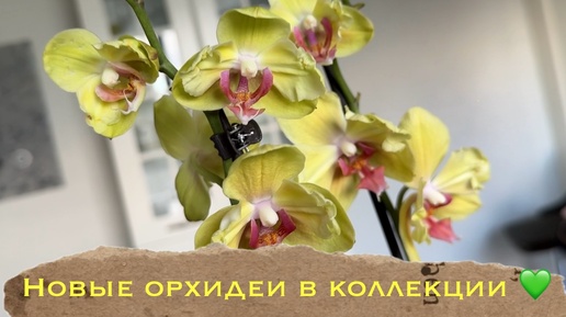 Новые орхидеи от ​⁠ и БухтыЦветов #phal #orchid #уходзаорхидеями #распаковка