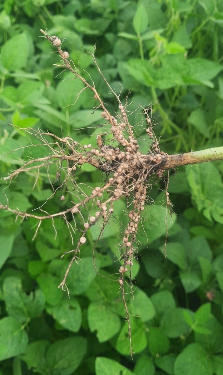 Клубеньки на корнях - показатель того, что соя не истощает, а улучшает почвенное плодородие. Для формирования клубеньков необходима обработка инокулянтами