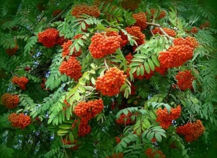 Краски осени.