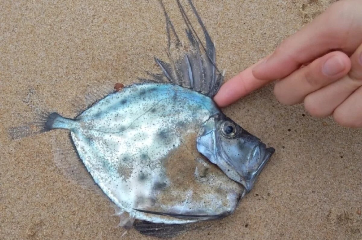    Учёные во Владивостоке опознали рыбу, крайне редко заплывающую в Приморье