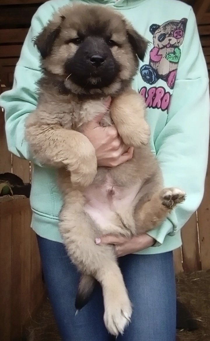 Брутальный красавец , правда?!!