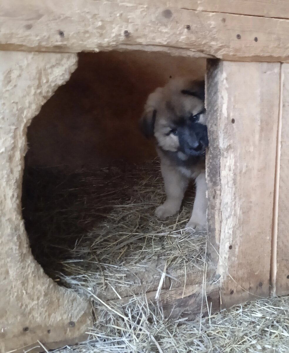 Спасите от приютской жизни.
