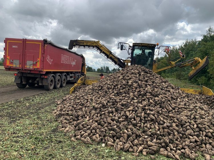    Тамбовский урожай сахарной свеклы 2024 превысил три млн тонн