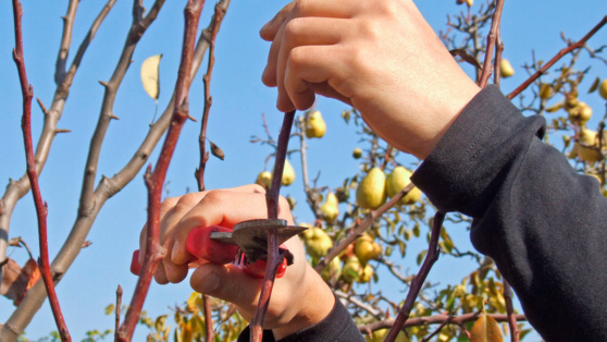    Как помочь груше успешно перезимовать и хорошо плодоносить в новом сезоне: агроном рассказал о главных правилах обрезки дерева осенью Ирина Петрова