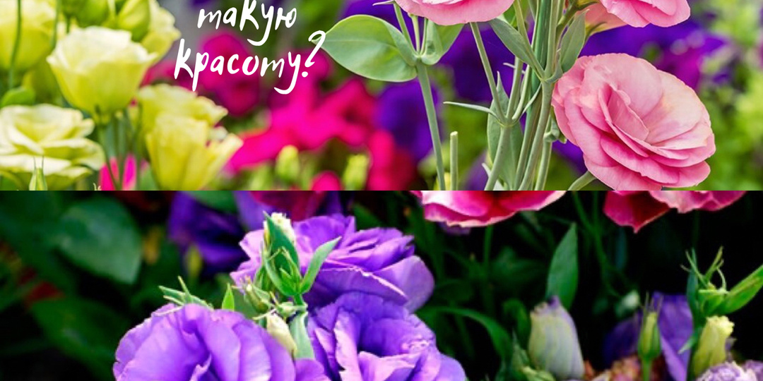 Эустома 🌹 Как вырастить эту красоту?