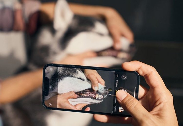    Впервые искусственный интеллект в домашней диагностике здоровья собак привлекли к оценке кормов