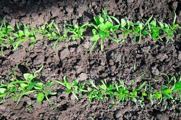 Сажать салат в открытый грунт. Рассада салата. Посев салата в открытый грунт. Рассада салата. Салат айсберг на грядке.