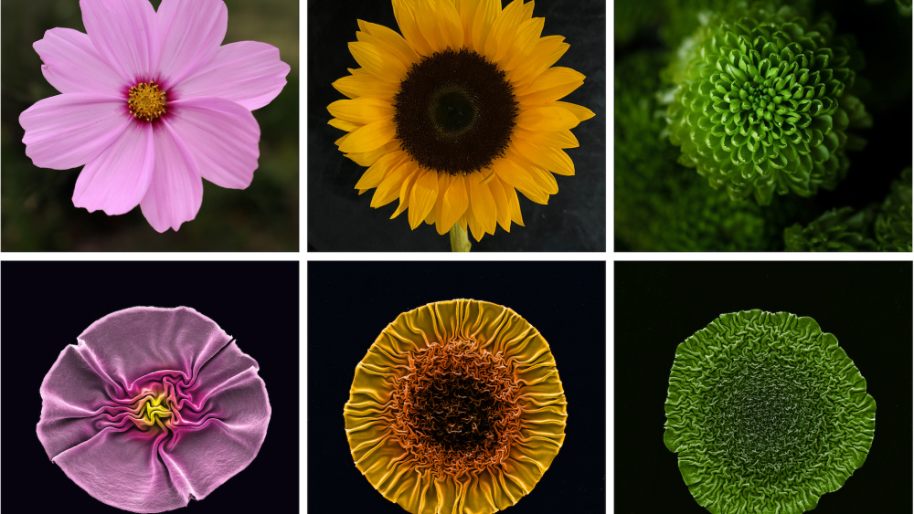    Фото: McMaster University