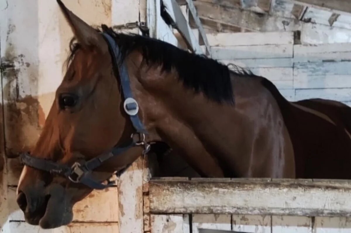    Спортивные нагрузки конь выполнять не может, ему нужна реабилитация