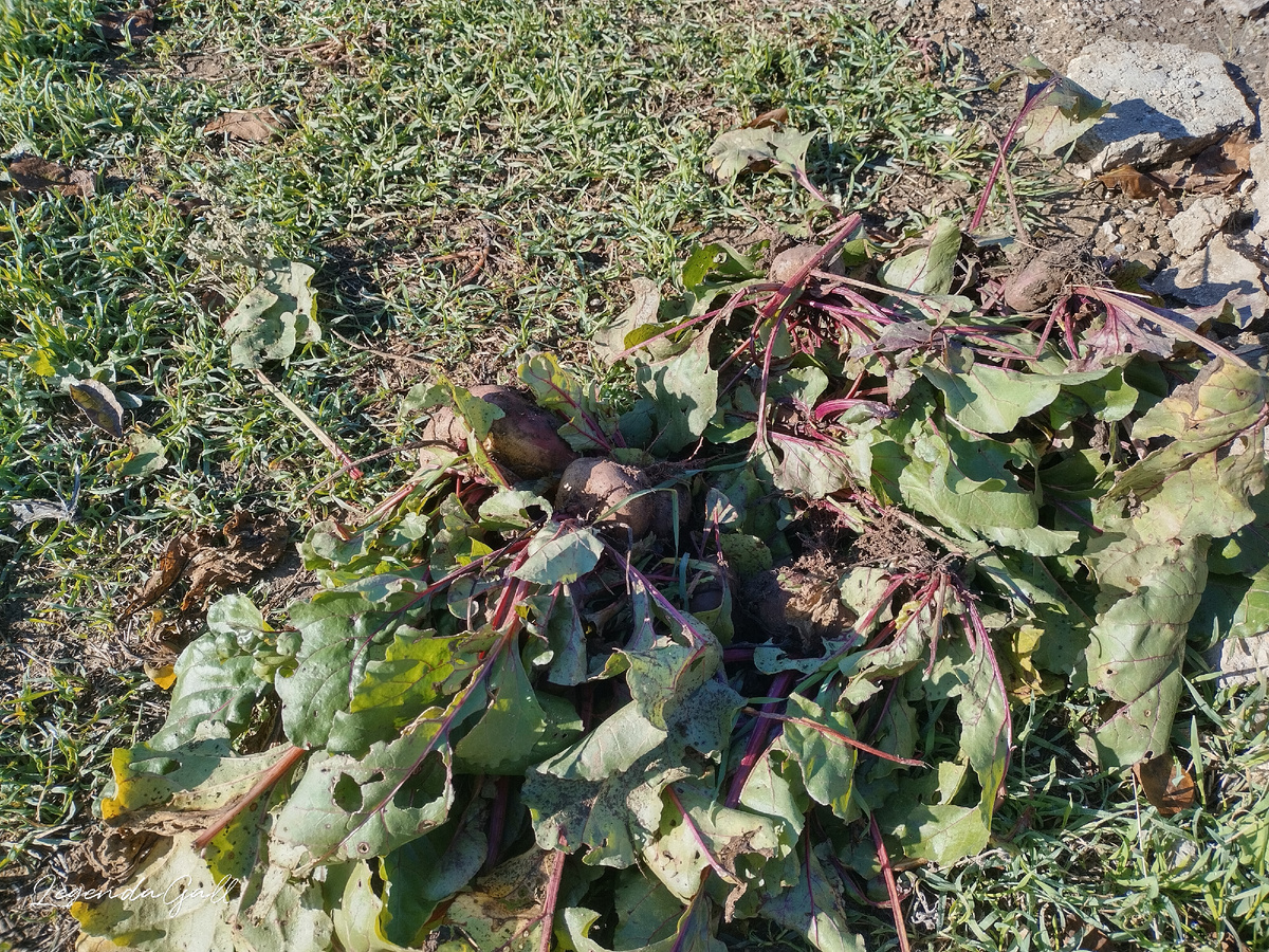 Моя свеколка.