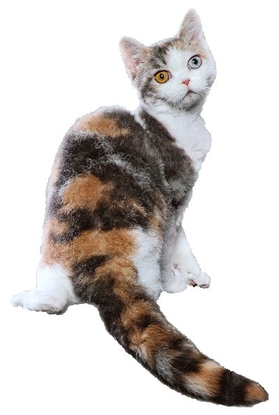 Фото из интернета 