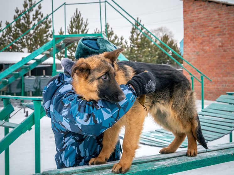     В системе ГУФСИН Челябинской области несут службу порядка 200 собак. Фото: Дмитрий Куткин («Вечерний Челябинск»)
