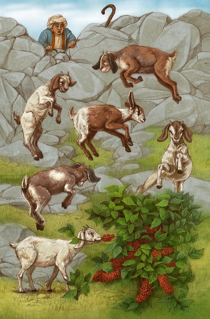 Пастух Калди. Источник: яндекс 