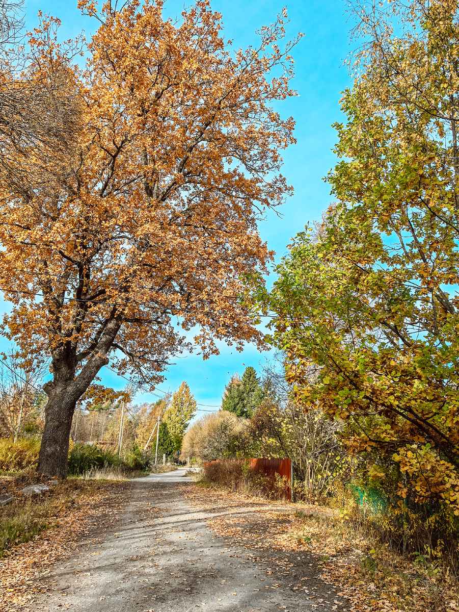 Улица нашего загородного посёлка. Октябрь 2024.