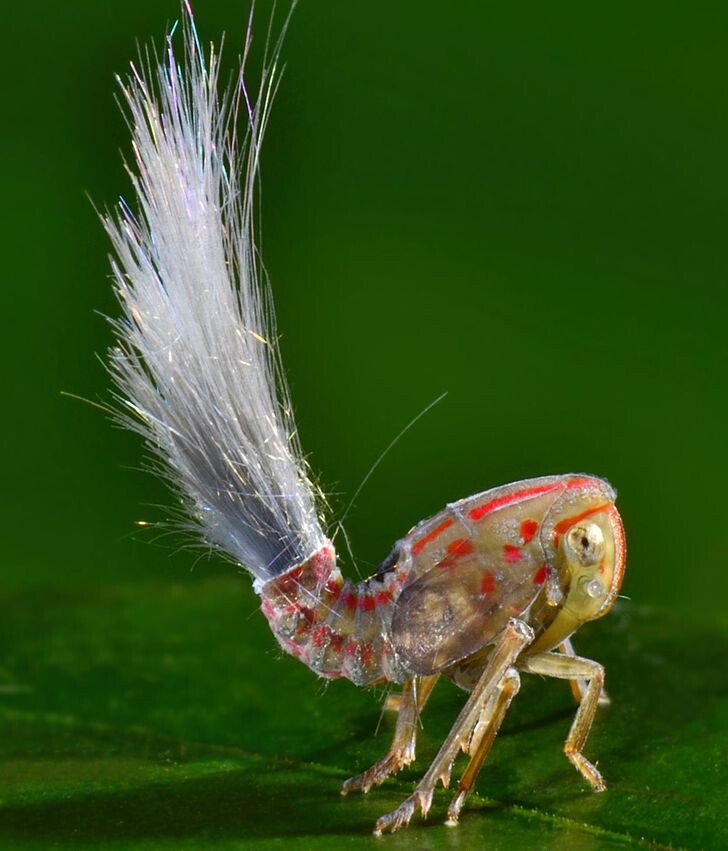 © National Geographic