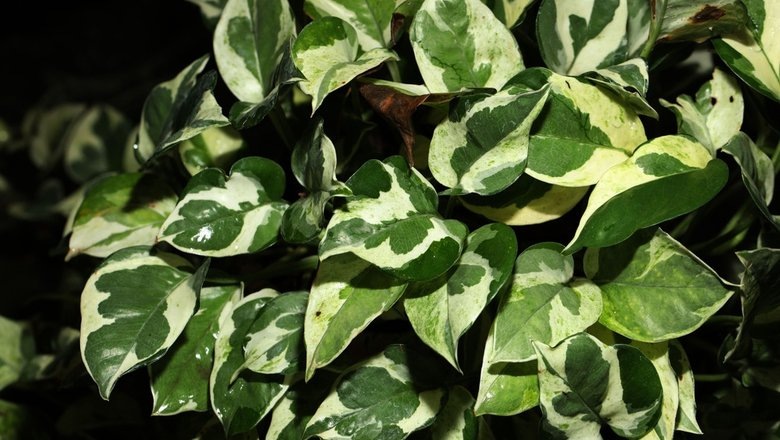 Источник: Shutterstock