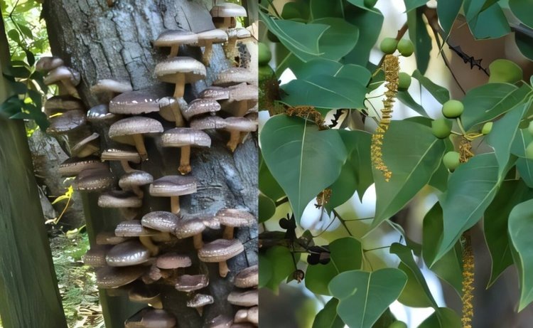    Вместо дубов для выращивания грибов шиитаке хорошо подходит инвазивное сорное дерево