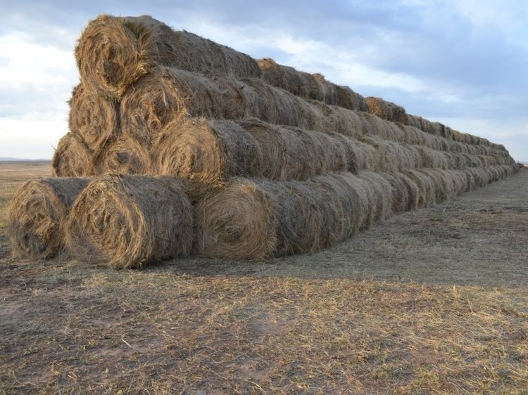    В Забайкалье подвели итоги заготовки сена для зимовки скота